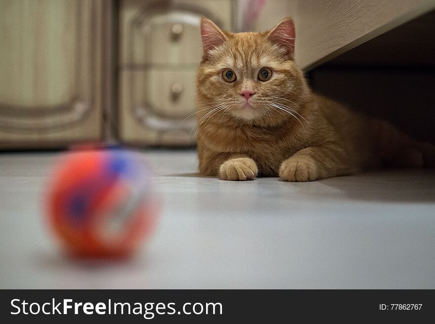 Let's play together! Very often domestic cats love to play with each other and various toys. Favorite game for cat is a small ball that a cat rolls along the floor. Often two cats looking at the same ball, waiting for one of them first begin to play.