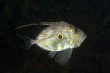 Saint Peter Fish Royalty Free Stock Photography Saint Peter Fish Royalty Free Stock Photography