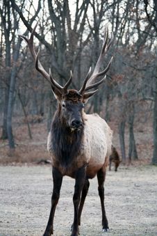 Bull Elk Stock Photos