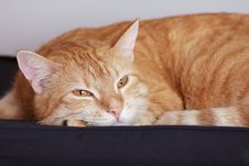 Ginger Cat Royalty Free Stock Images