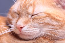 Ginger Cat Stock Image