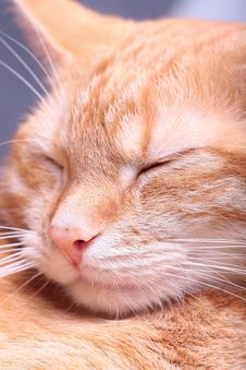 Ginger Cat Stock Photo