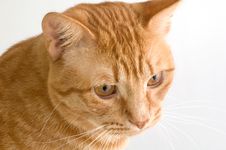 Orange Tabby Cat Stock Image Orange Tabby Cat Stock Image