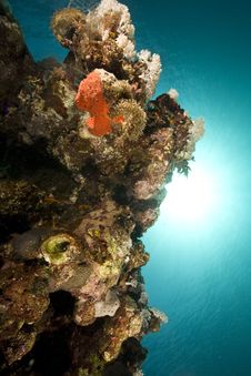 Coral, Sun And Ocean Stock Photography Coral, Sun And Ocean Stock Photography
