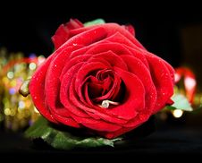 Marry Me! - Red Rose With Diamond Engagement Ring Royalty Free Stock Photography