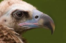 Monk Vulture In Captivity Royalty Free Stock Image Monk Vulture In Captivity Royalty Free Stock Image