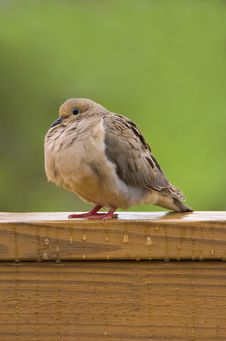 Mourning Dove Sitting In The Rain Stock Image