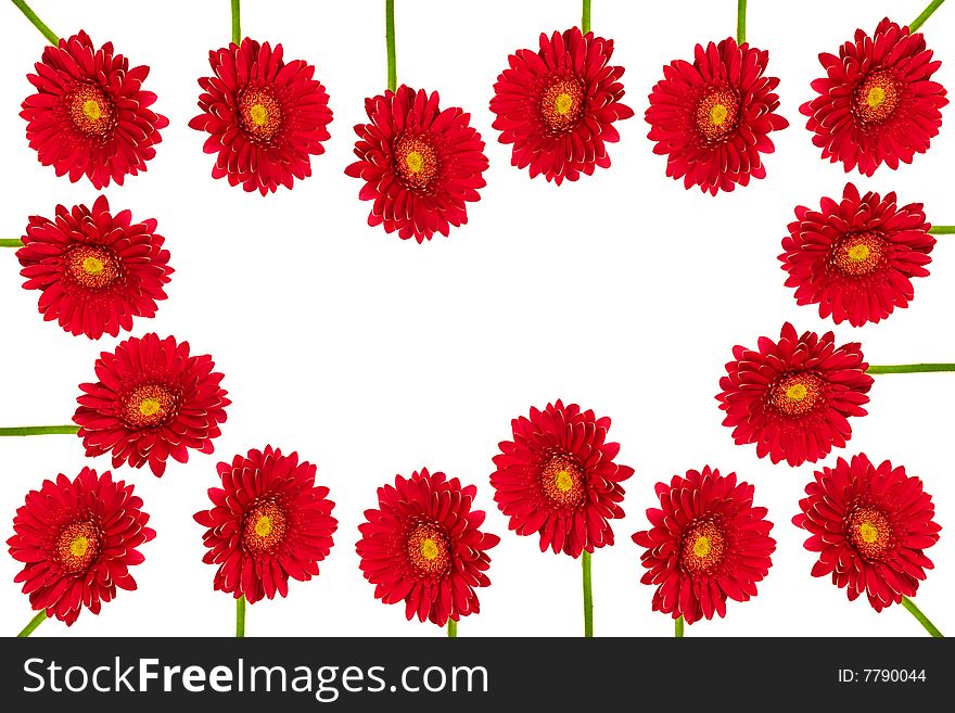 Beautiful brightly red flowers on a white background