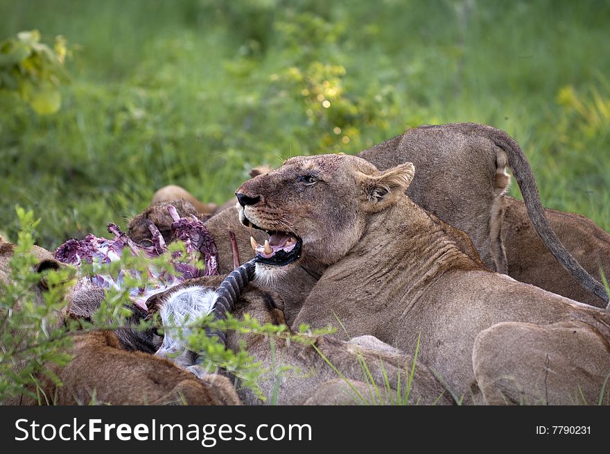 Lion Family