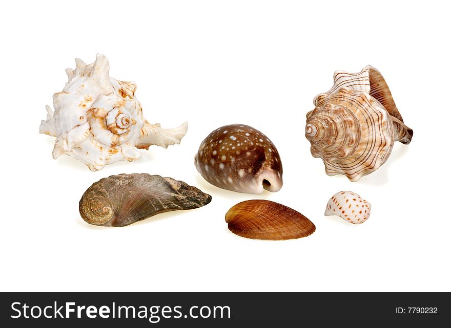 Group of various sea shells on a white background. Group of various sea shells on a white background