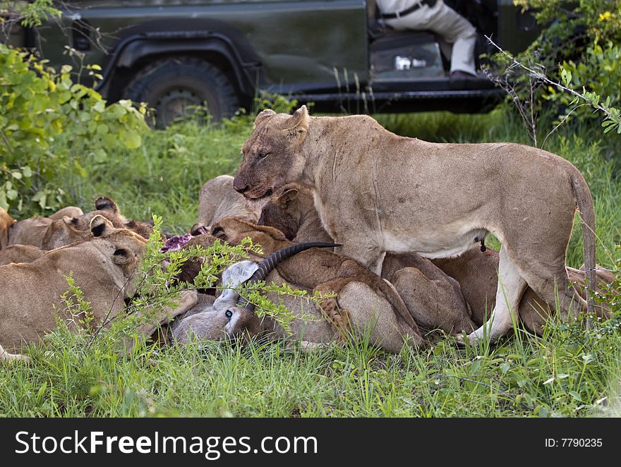 Lion family