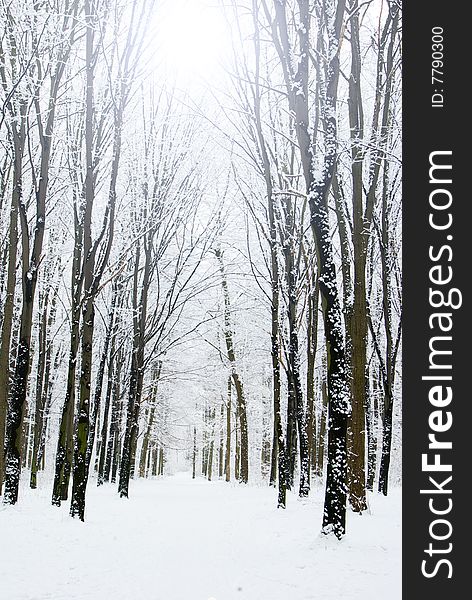 Beautiful winter forest  and the road