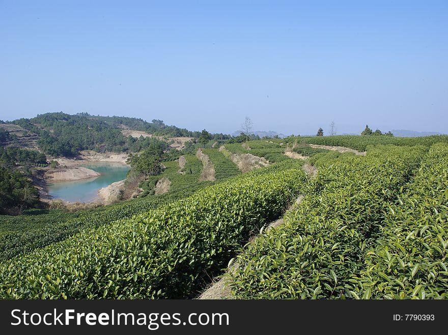 tea garden in sunlignt in hill