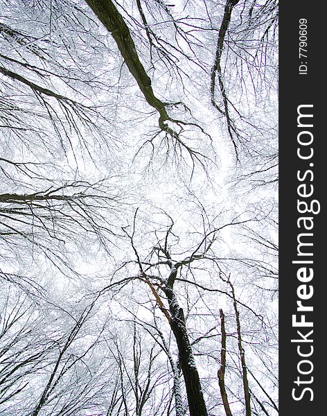 Frozen winter forest tree  and sky