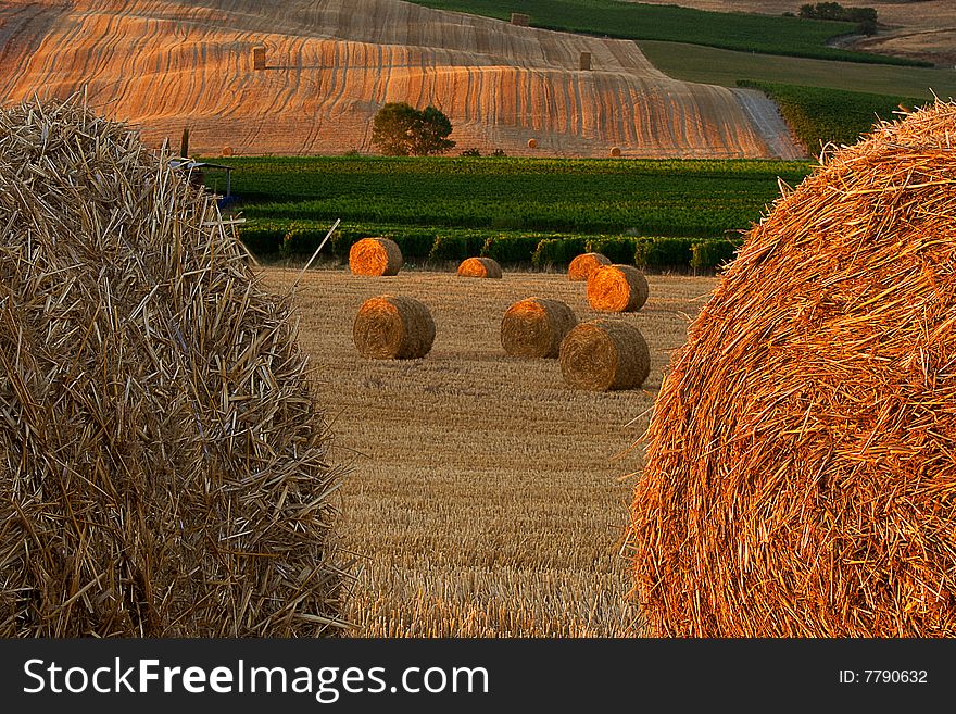 Gray And Gold Haystacks