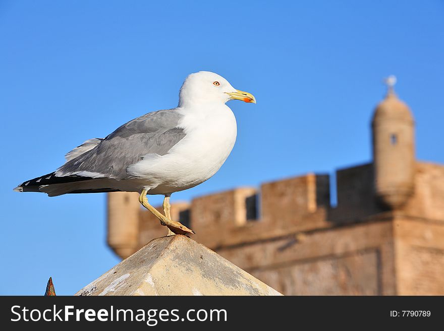 Fortress Wall And Lonely Seagull