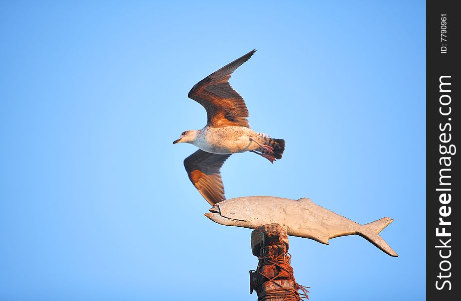 Seagull is flying above artificial fish (weathercock). Seagull is flying above artificial fish (weathercock)