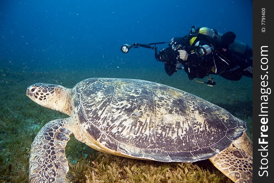 Male Green Turtle And Diver