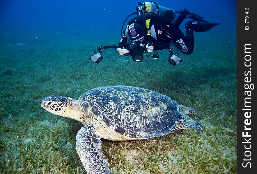 Male Green Turtle And Diver