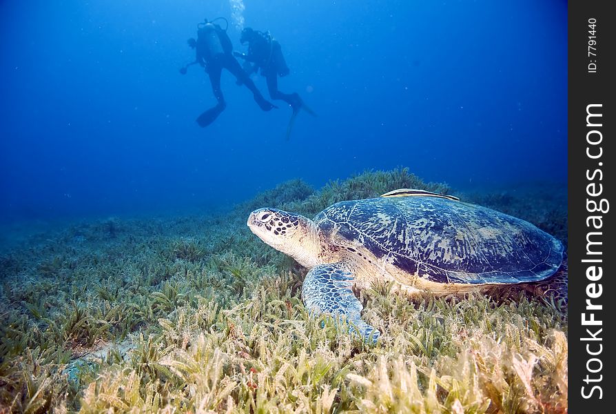 Male Green Turtle And Divers