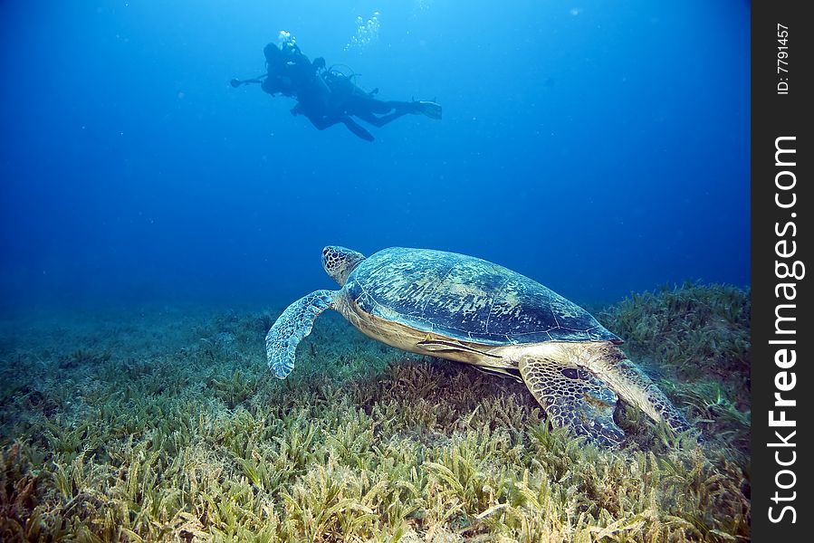 Male Green Turtle And Divers