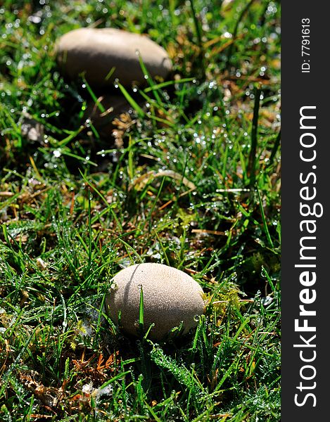 Mushrooms in the morning Nikon D300