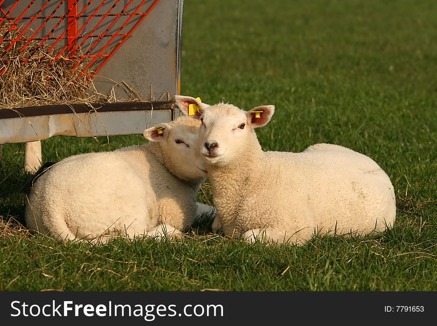 Farm animals: Two little lambs laying in the grass