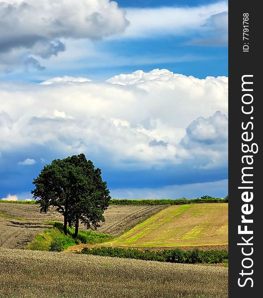 Photograph the beautiful  summer Fields