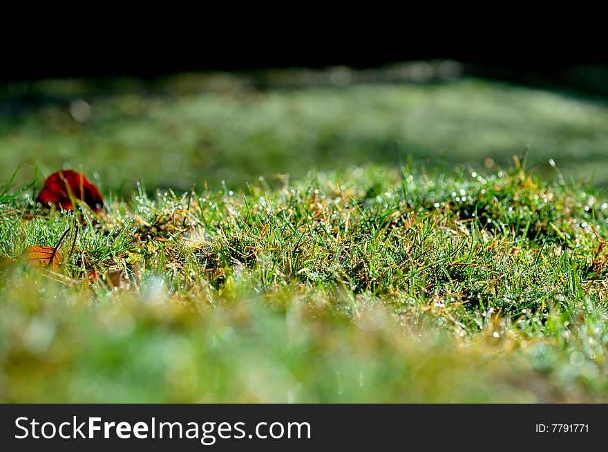 Grass in the morning, with morning dew - Nikon d300