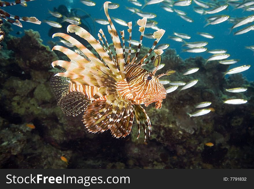 Common lionfish (pterois miles)taken in the red sea.