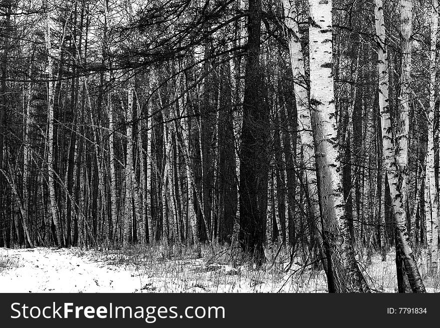 Winter in the mountains beautiful white birch wood