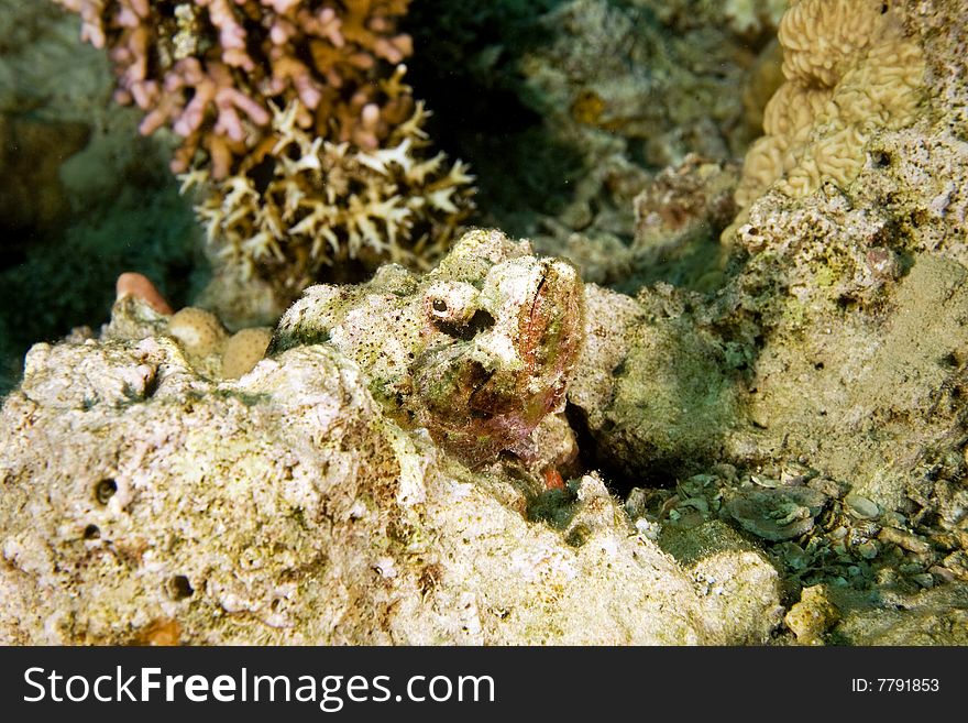 Bearded scorpionfish (scorpaenopsis barbatus)taken in the red sea.