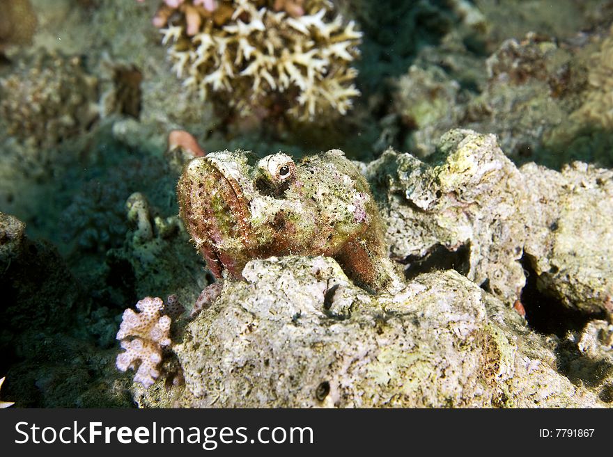 Bearded scorpionfish (scorpaenopsis barbatus)taken in the red sea.