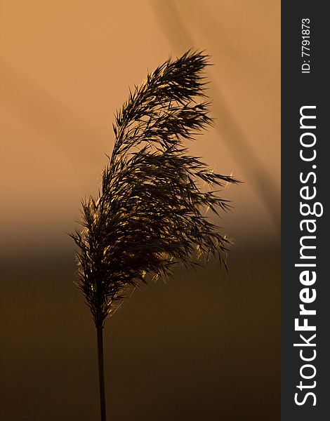 The blade of grass on Biebrza bogs, Poland