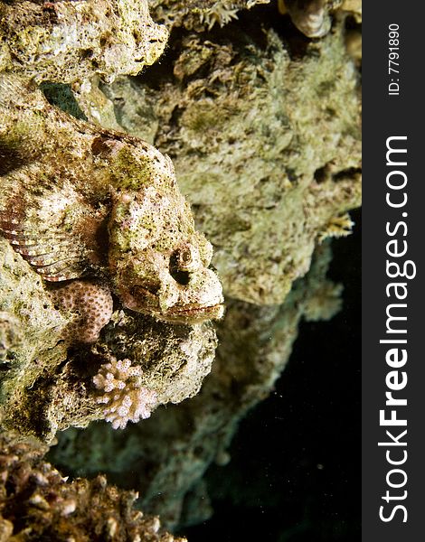 Bearded scorpionfish (scorpaenopsis barbatus)taken in the red sea.