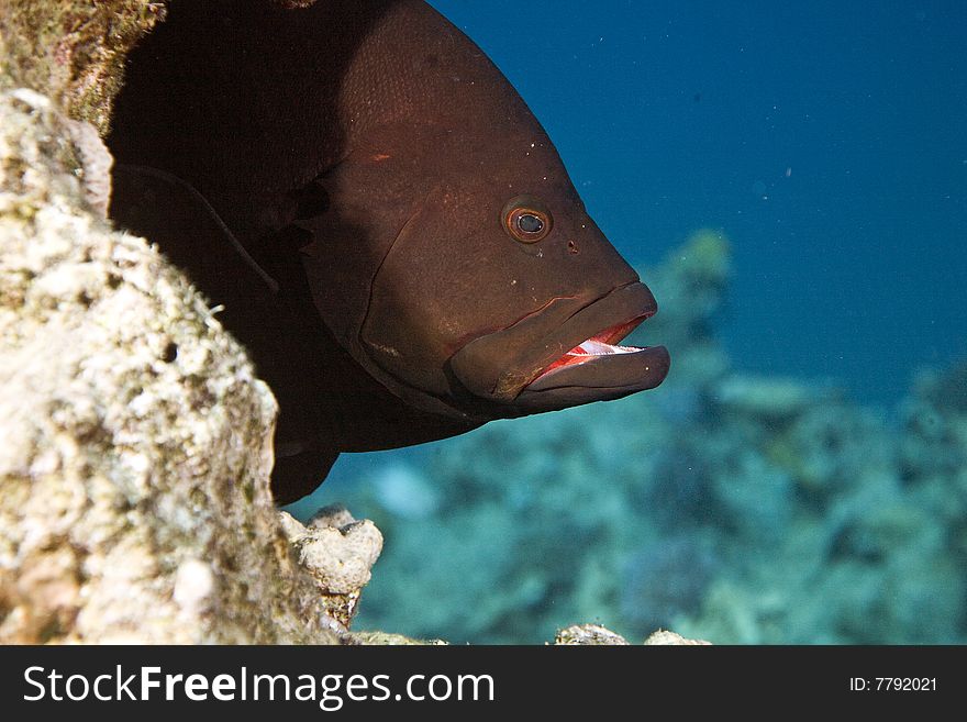 Redmouth grouper (Aethaloperca rogaa) taken in the red sea.