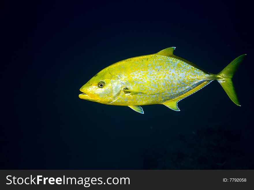 Orangespotted trevally (carangoides bajad)taken in the red sea.