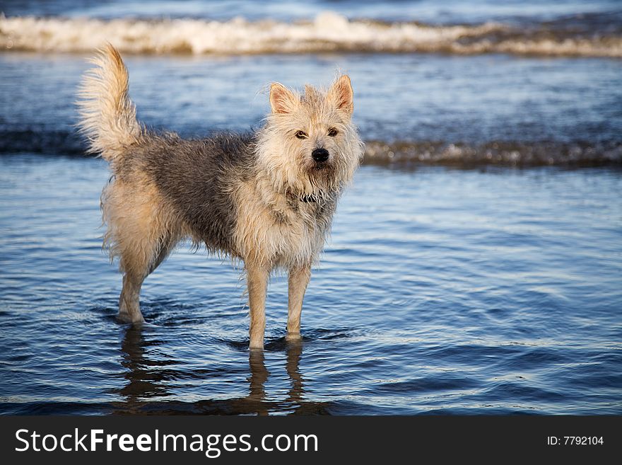 A furry dog playing in the water. A furry dog playing in the water