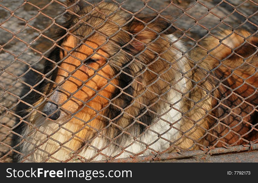 A collie is shut in the cage.