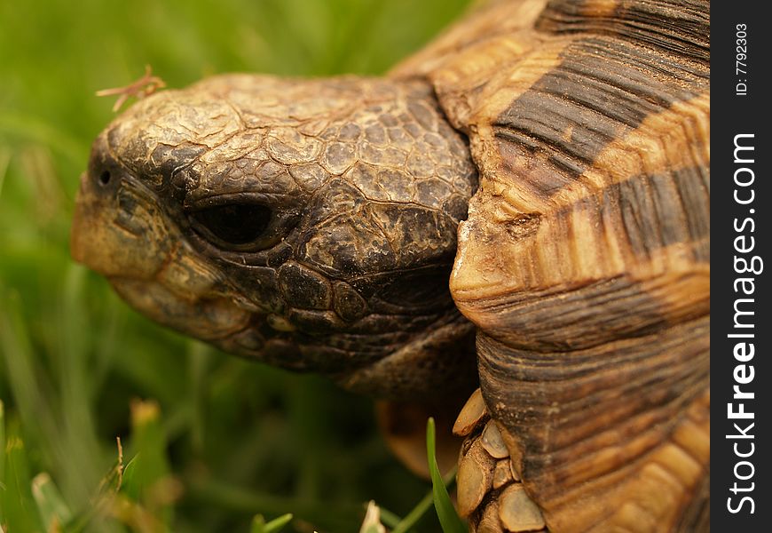 African Hingeback Tortoise peeping out of its shell
