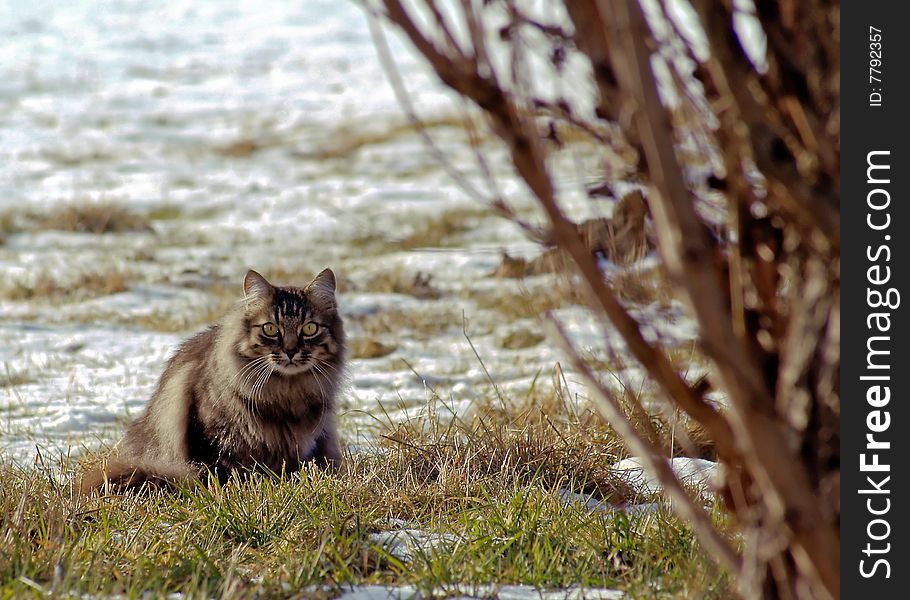 A brown wild looking cat sitting on a meadow in winter while hunting. A brown wild looking cat sitting on a meadow in winter while hunting