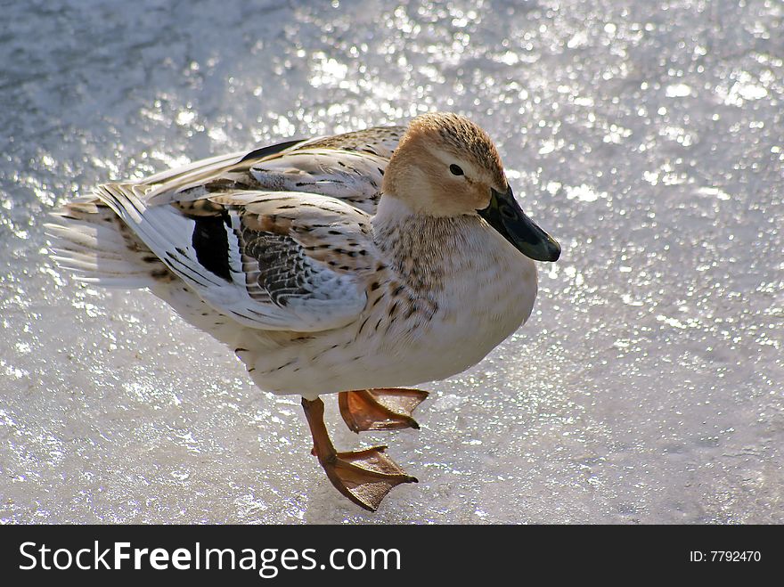 A duck sitting on the shimmering ice of a frozen river. A duck sitting on the shimmering ice of a frozen river