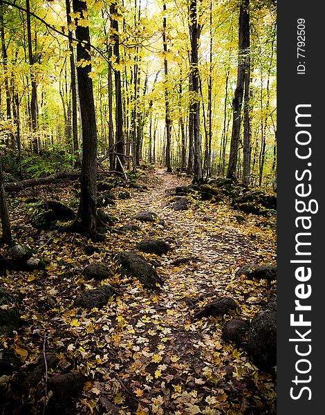 A rocky trail covered in leaves in the fall. A rocky trail covered in leaves in the fall.