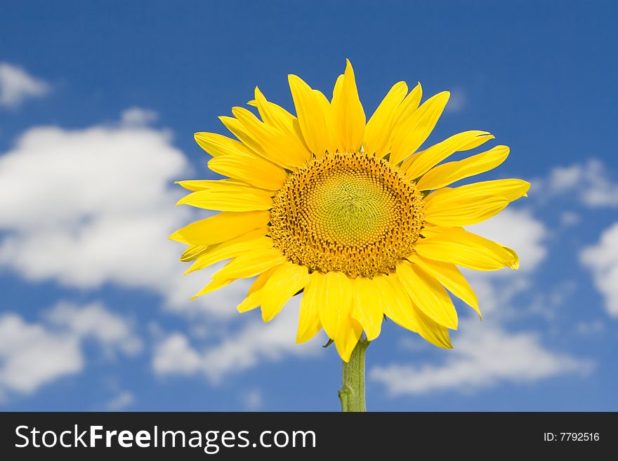 Amazing sunflower and blue sky background