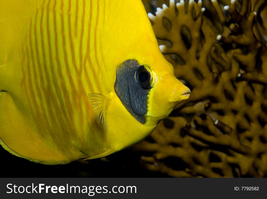 Close-up portrait of a Masked Butterflyfish in the Red Sea