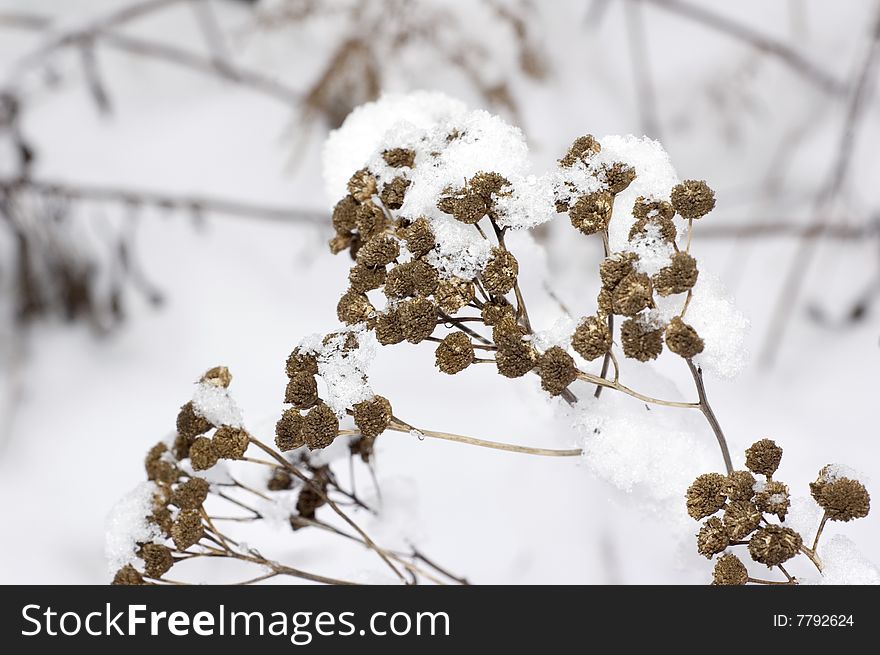 Plant Under Snow