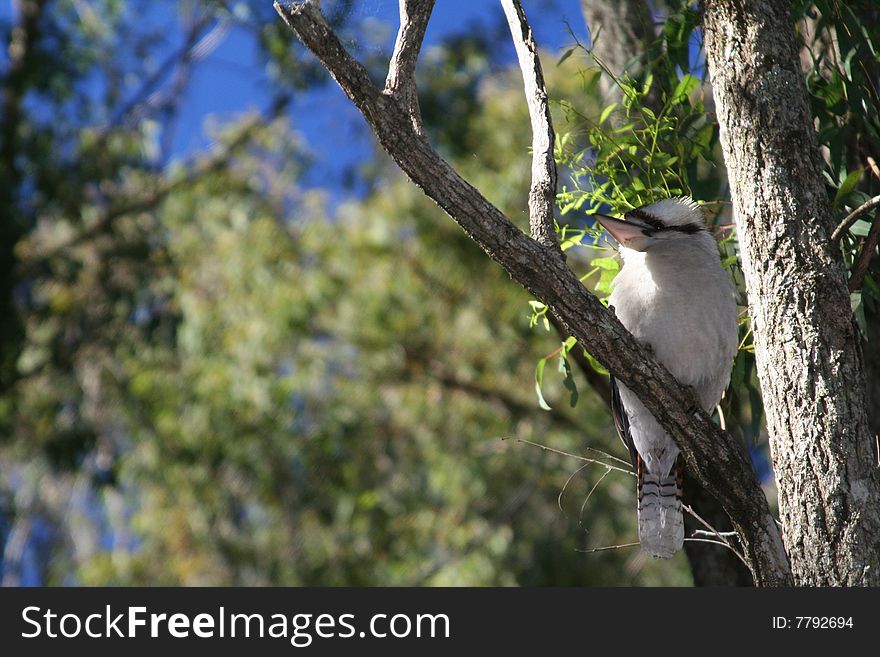 Australian Bush Kookaburra in tree