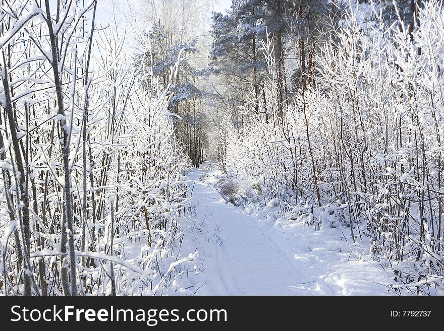 Beautiful white winter in forest. Beautiful white winter in forest