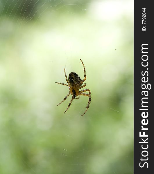 Close up photo of hunting gardeb-spider with web. Close up photo of hunting gardeb-spider with web