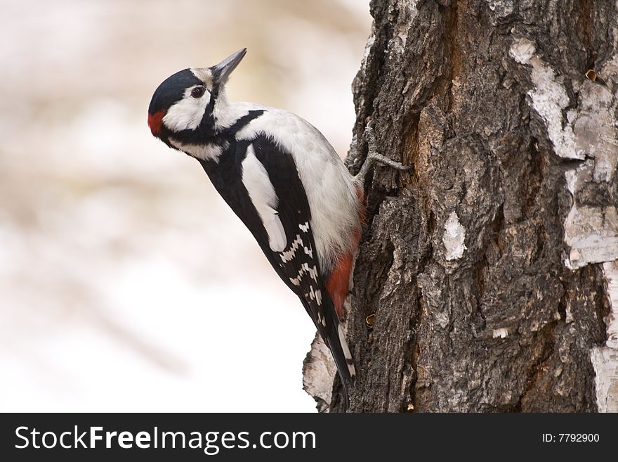 Close up photo of hunting woodpecker on the birch